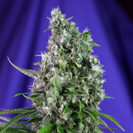 Sweet Trainwreck Auto (Sweet Seeds)
