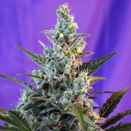 Sweet Skunk Auto (Sweet Seeds)