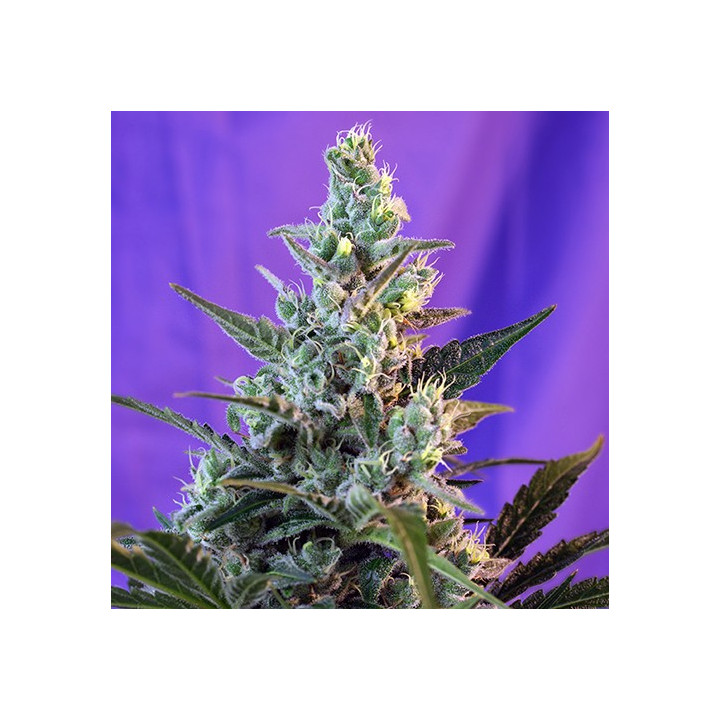 Sweet Skunk Auto (Sweet Seeds)