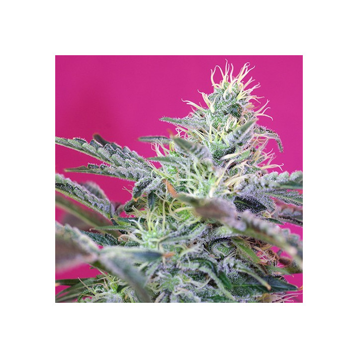 Sweet Cheese Auto (Sweet Seeds)