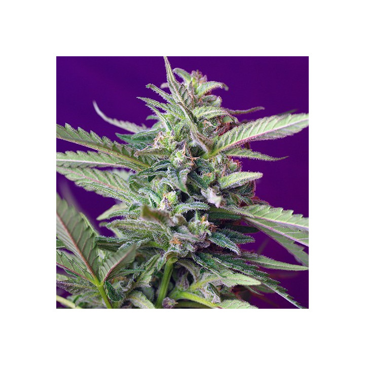 S.A.D. Auto (Sweet Seeds)