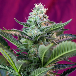 Mohan Ram Auto (Sweet Seeds)