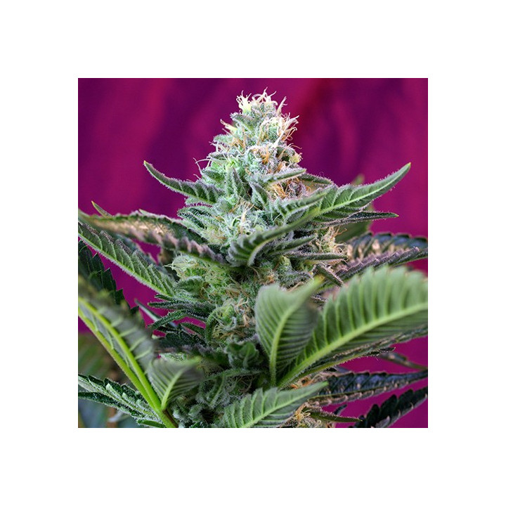 Mohan Ram Auto (Sweet Seeds)