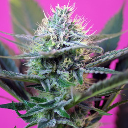 + Speed  Auto (Sweet Seeds)