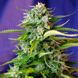 Jack 47 Auto (Sweet Seeds)
