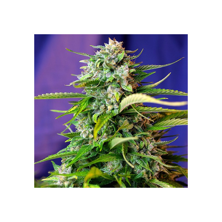 Jack 47 Auto (Sweet Seeds)