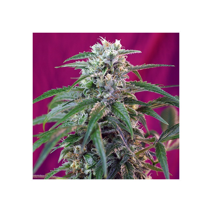 Green Poison Auto (Sweet Seeds)