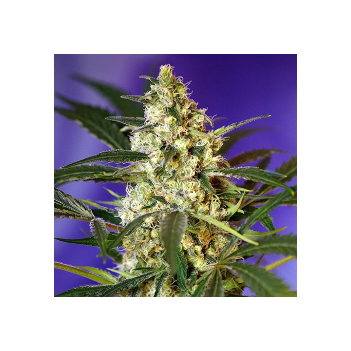 Fast Bud 2 Auto (Sweet Seeds)