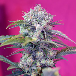 Cream Mandarine Auto (Sweet Seeds)