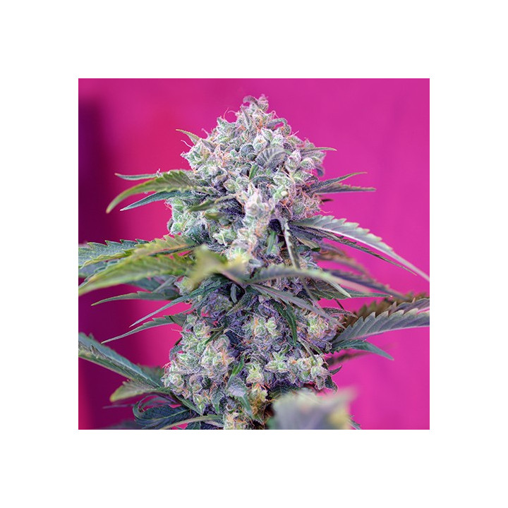 Cream Mandarine Auto (Sweet Seeds)