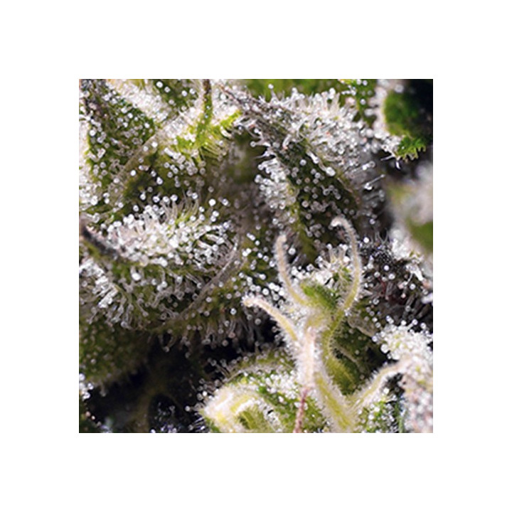 Cream Caramel Auto (Sweet Seeds)