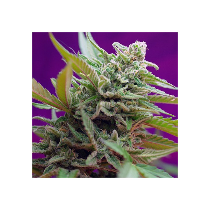 Black Jack Auto (Sweet Seeds)