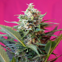 Big Devil XL Auto (Sweet Seeds)