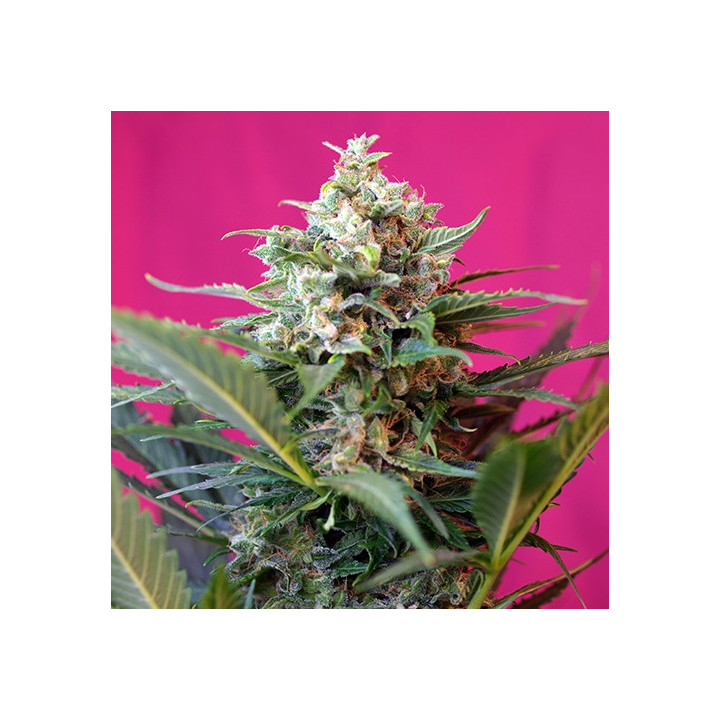 Big Devil XL Auto (Sweet Seeds)