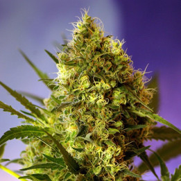 Big Devil Auto (Sweet Seeds)