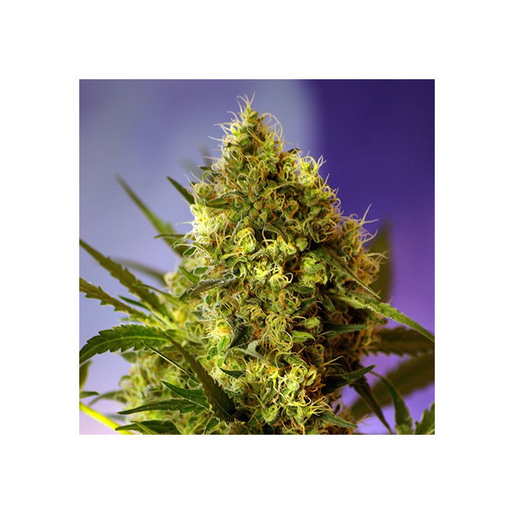 Big Devil Auto (Sweet Seeds)