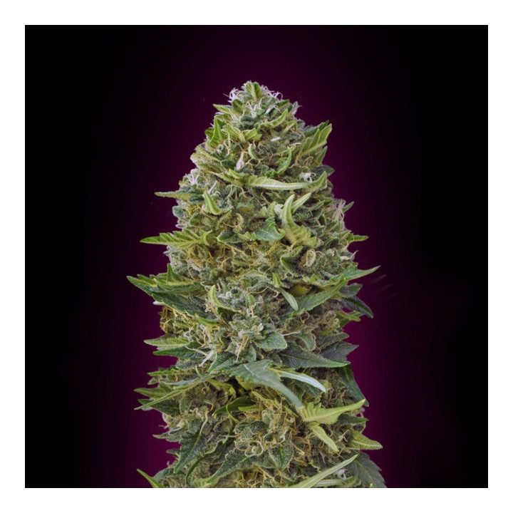 Caramel Kush (00 Seeds)