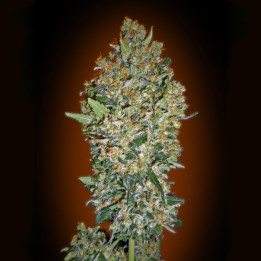 Cheese Berry (00 Seeds)