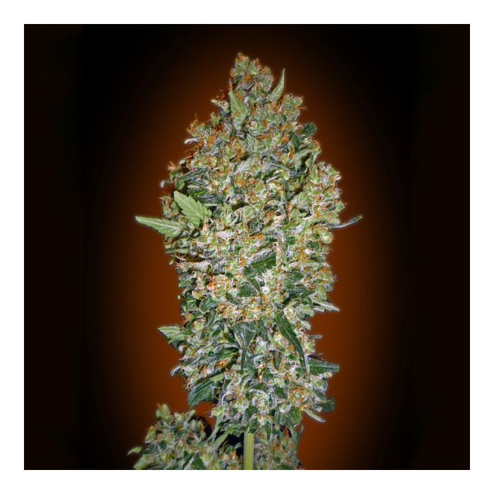 Cheese Berry (00 Seeds)