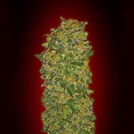 Chocolate Kush (00 Seeds)