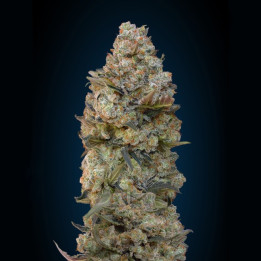 Chocolate Skunk (00 Seeds)