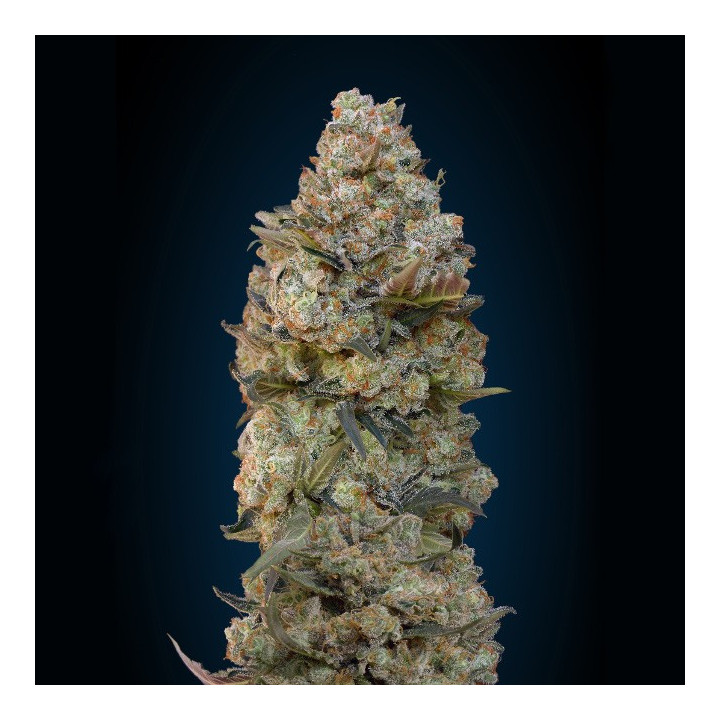 Chocolate Skunk (00 Seeds)