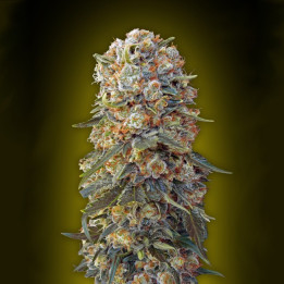 Sweet Critical (00 Seeds)