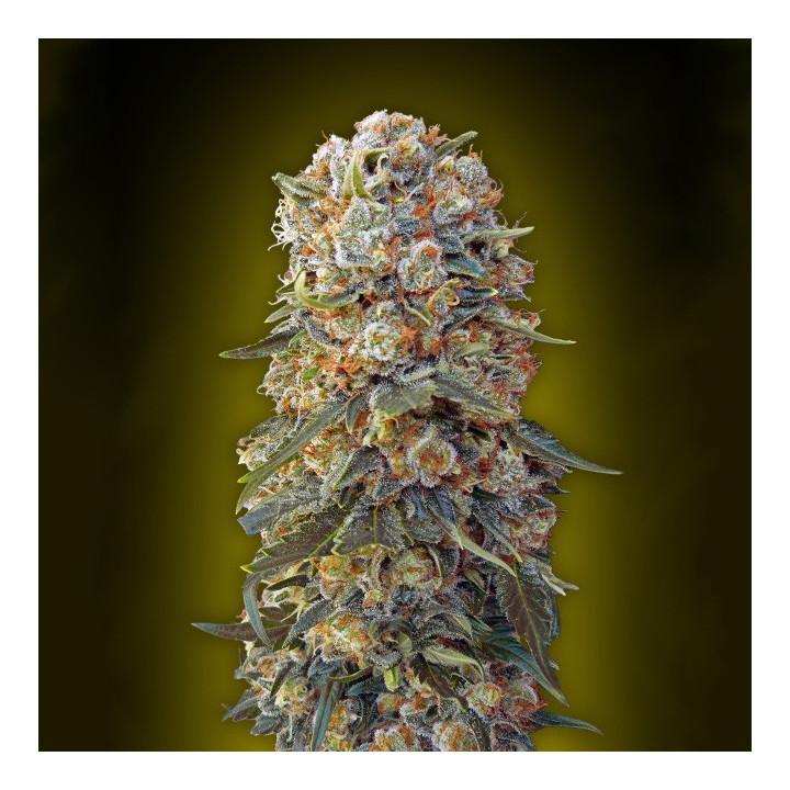 Sweet Critical (00 Seeds)