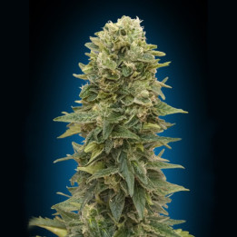 Auto Afghan Mass (00 Seeds)