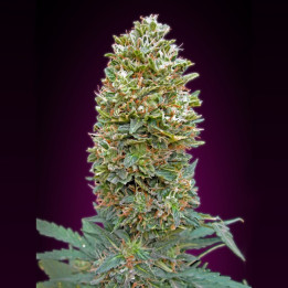 Auto Bubble Gum (00 Seeds)