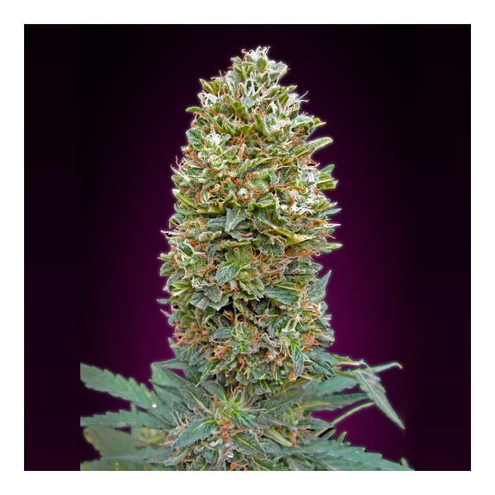 Auto Bubble Gum (00 Seeds)