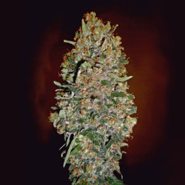 Auto Chocolate Skunk (00 Seeds)
