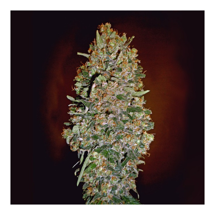 Auto Chocolate Skunk (00 Seeds)