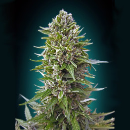 Auto Northern Lights (00 Seeds)