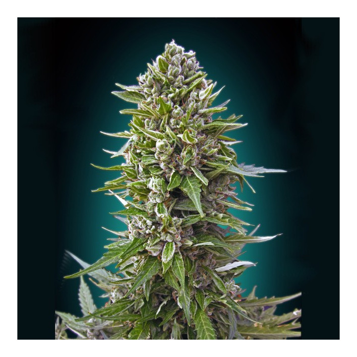 Auto Northern Lights (00 Seeds)