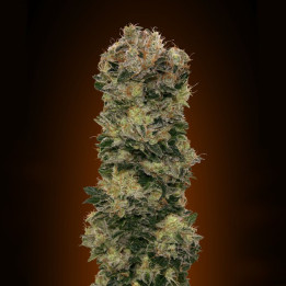 Auto Sweet Soma (00 Seeds)