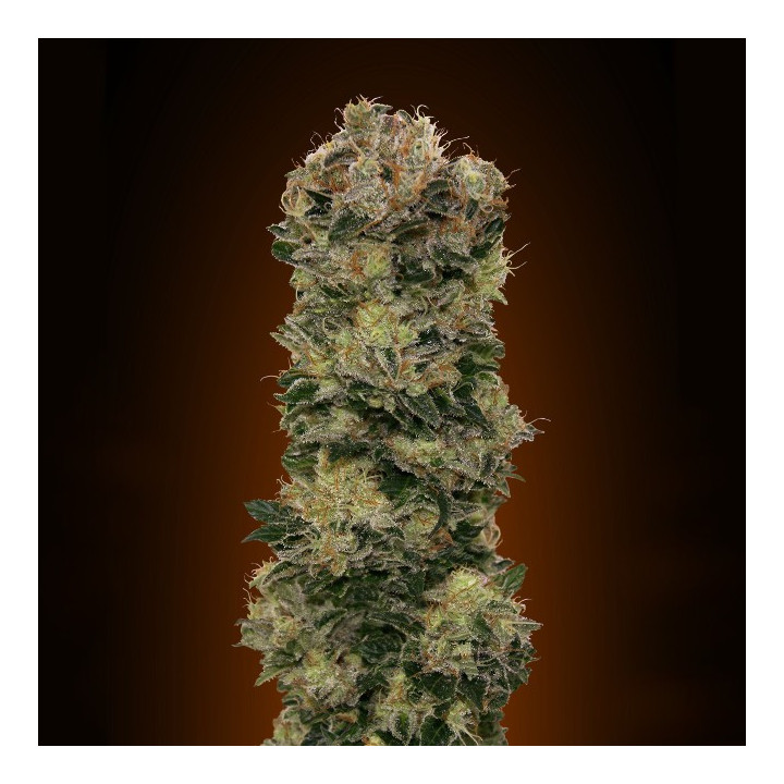 Auto Sweet Soma (00 Seeds)