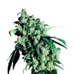 Super Skunk Feminizada (Sensi Seeds)