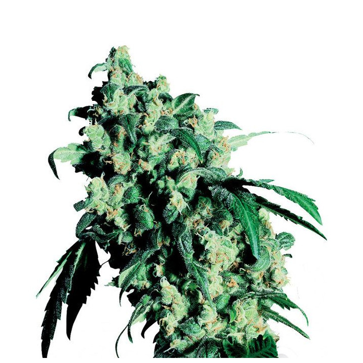 Super Skunk Feminizada (Sensi Seeds)