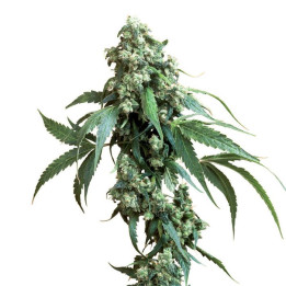 Jack Flash 5 Feminizada (Sensi Seeds)