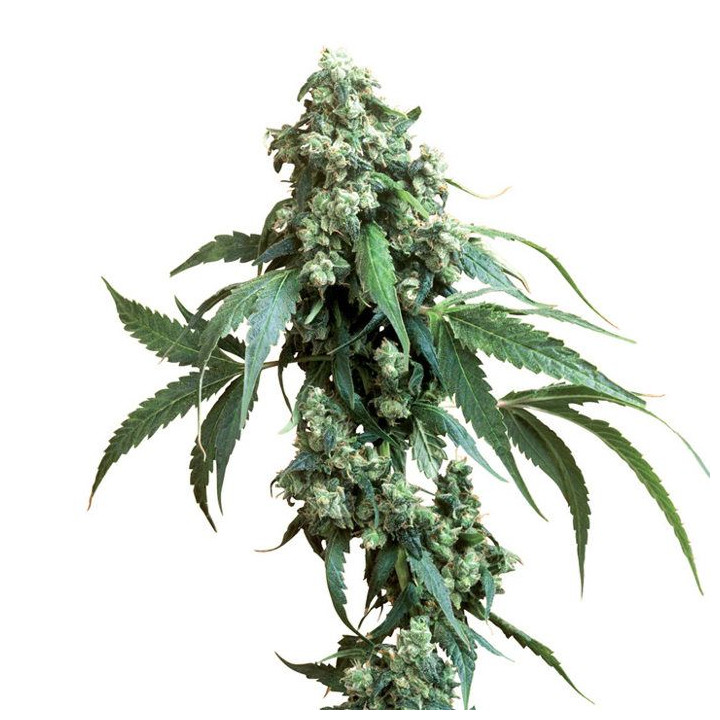 Jack Flash 5 Feminizada (Sensi Seeds)
