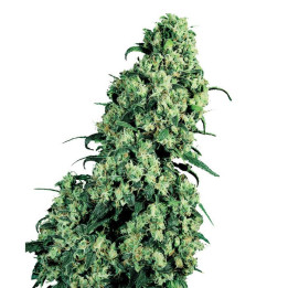 Skunk 1 Feminizada (Sensi Seeds)