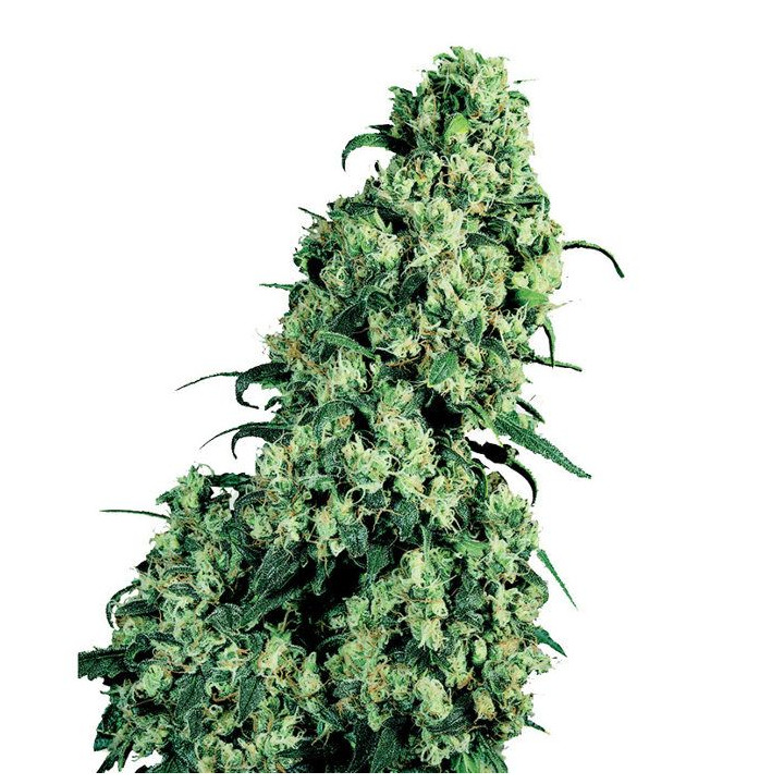 Skunk 1 Feminizada (Sensi Seeds)
