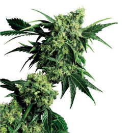 G13 x Hashplant Regular (Sensi Seeds)