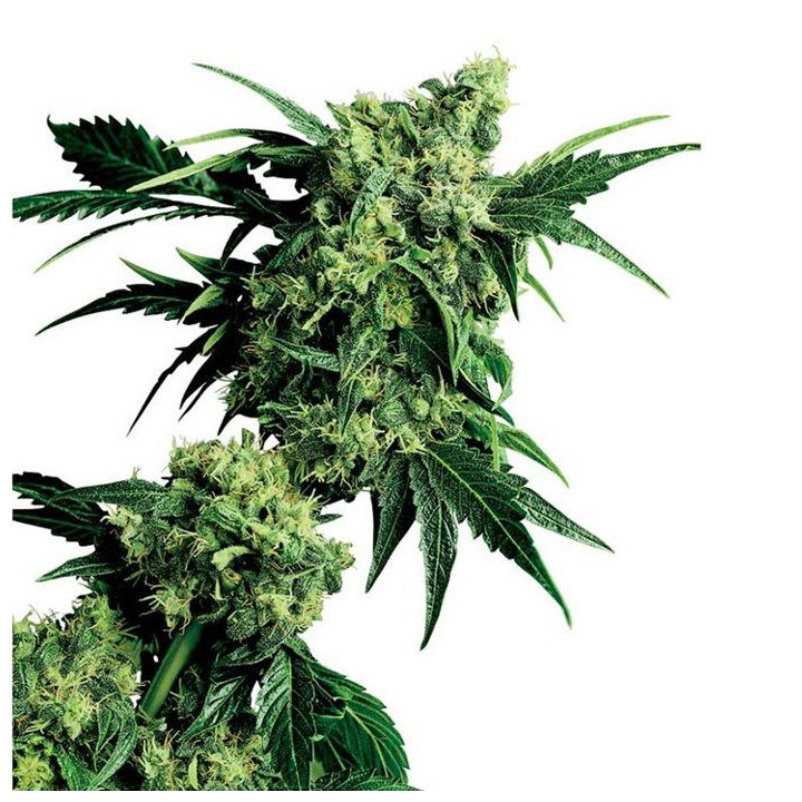 G13 x Hashplant Regular (Sensi Seeds)