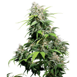 California Indica Regular (Sensi Seeds)