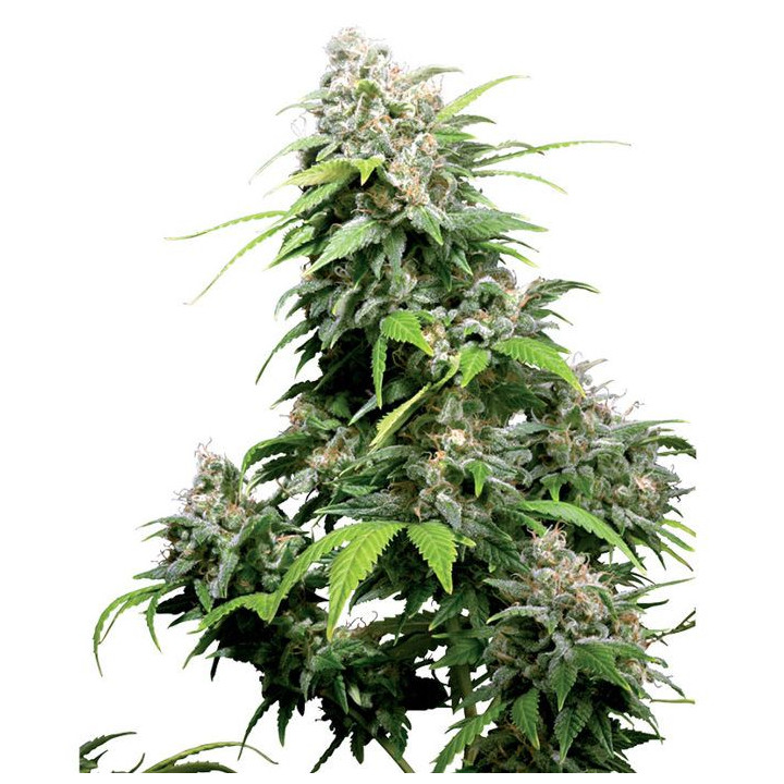 California Indica Regular (Sensi Seeds)