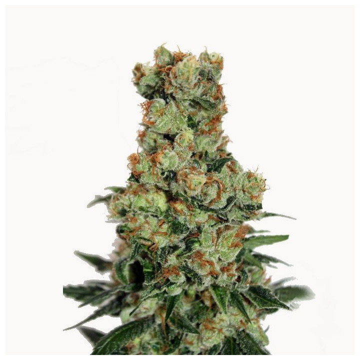 Ripper Badazz (Ripper Seeds)