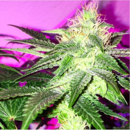 Sour Ripper (Ripper Seeds)