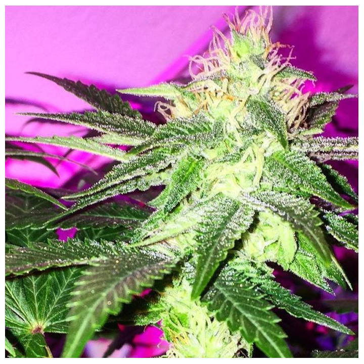 Sour Ripper (Ripper Seeds)